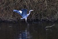 Reiher an der Wakenitz. 03.11.2024