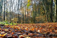 Im Wald unweit vom Ehrenhain Bad Schwartau 17.11.2024