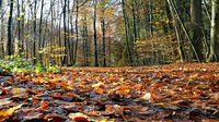 Herbstliche Farben unweit vom Ehrenhain Bad Schwartau. 17.11.2024