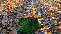 Herbstliche Farben unweit vom Ehrenhain Bad Schwartau. 17.11.2024