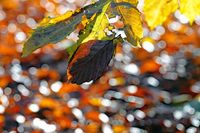 Herbstliche Farben unweit vom Ehrenhain Bad Schwartau. 17.11.2024