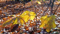 Herbstliche Farben unweit vom Ehrenhain Bad Schwartau. 17.11.2024