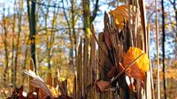 Herbstliche Farben unweit vom Ehrenhain Bad Schwartau. 17.11.2024