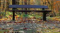 Im Wald unweit vom Ehrenhain Bad Schwartau 17.11.2024