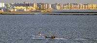 Fischereiboot beim Einlaufen in Cadiz. 10.12.2024