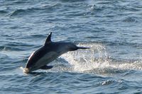 Delfin unweit Forte de São Julião da Barra. Bei Lissabon, 12.12.2024