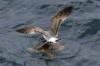 Im Hafen von Arrecife / Lanzarote 15.12.2024. Möwe auf einer Schildkröte