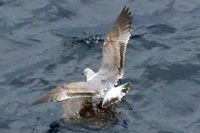 Im Hafen von Arrecife / Lanzarote 15.12.2024. Möwe auf einer Schildkröte