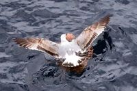 Im Hafen von Arrecife / Lanzarote 15.12.2024. Möwe auf einer Schildkröte