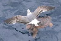 Im Hafen von Arrecife / Lanzarote 15.12.2024. Möwe auf einer Schildkröte