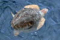 Schildkröte im Hafen von Arrecife / Lanzarote 15.12.2024