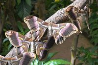 Im Schmetterlings-Park Mariposario de Benalmádena unweit Malaga 17.12.2024