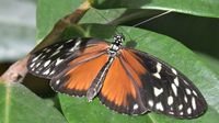 Im Schmetterlings-Park Mariposario de Benalmádena unweit Malaga 17.12.2024