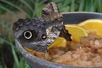 Im Schmetterlings-Park Mariposario de Benalmádena unweit Malaga 17.12.2024