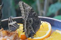 Im Schmetterlings-Park Mariposario de Benalmádena unweit Malaga 17.12.2024