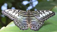 Im Schmetterlings-Park Mariposario de Benalmádena unweit Malaga 17.12.2024