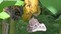 Im Schmetterlings-Park Mariposario de Benalmádena unweit Malaga 17.12.2024