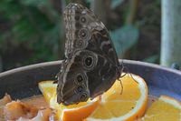 Im Schmetterlings-Park Mariposario de Benalmádena unweit Malaga 17.12.2024