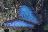 Im Schmetterlings-Park Mariposario de Benalmádena unweit Malaga 17.12.2024