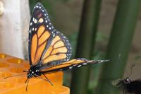 Im Schmetterlings-Park Mariposario de Benalmádena unweit Malaga 17.12.2024