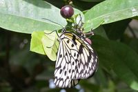 Im Schmetterlings-Park Mariposario de Benalmádena unweit Malaga 17.12.2024