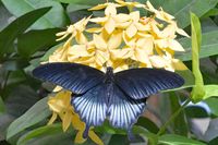 Im Schmetterlings-Park Mariposario de Benalmádena unweit Malaga 17.12.2024