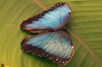 Im Schmetterlings-Park Mariposario de Benalmádena unweit Malaga 17.12.2024