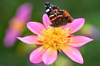 Schmetterling auf einer Blume am Kurparksee Bad Schwartau 20.08.2022