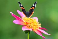 Schmetterling auf einer Blume beim Kurparksee Bad Schwartau 20.08.2022