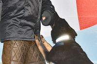 Zollhund bei einer Schutzhund-Übung. Tag der Küstenwache in Neustadt / Holstein 15.07.2023