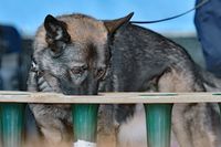 Zollhund bei der Suche nach Rauschgift - Tag der Küstenwache in Neustadt / Holstein 15.07.2023