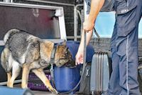 Zollhund bei der Suche nach Rauschgift - Tag der Küstenwache in Neustadt / Holstein 15.07.2023