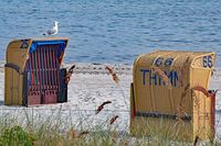 Möwe auf Strandkorb an der Ostsee