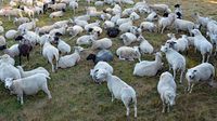 Schafe auf dem Priwall 12.08.2022