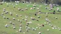 Schafe bei Stülper Huk Alt-Travemünde am 22.04.2022