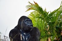Gorilla-Figur in Travemünde 25.08.2022