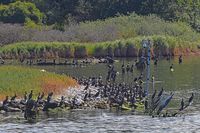 Kormorane am 16.08.2023 bei der Seeschwalbeninsel Pötenitzer Wiek