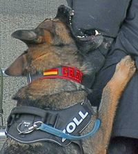 Zollhund beißt zu - Tag der Küstenwache in Neustadt / Holstein 16.07.2022