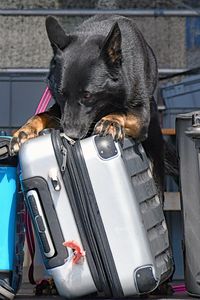 Zollhund beim Suchen von Rauschgift - Tag der Küstenwache in Neustadt / Holstein 16.07.2022
